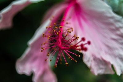 Close-up of pink flower