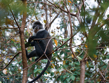 Low angle view of monkey on tree in forest