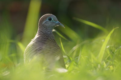 A dove was seeing something.