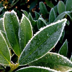 Close-up of leaves