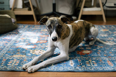Portrait of dog sitting on carpet at home