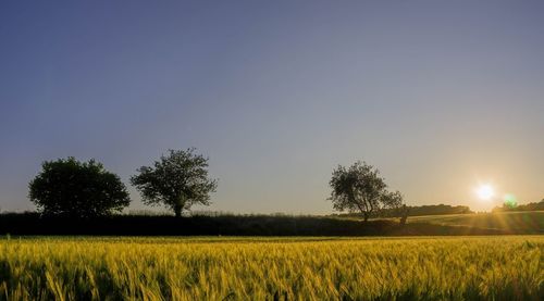 Scenic view of field against sky during sunset