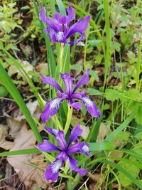 Close-up of purple iris flowers on field