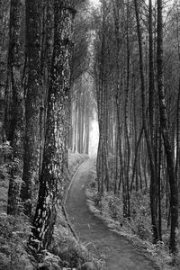 Trees in forest