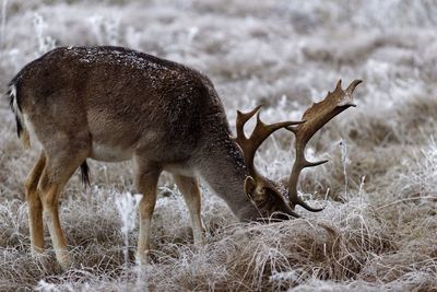 Stag grazing on field during winter