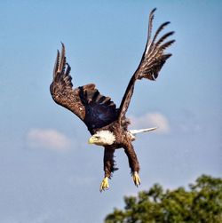 Bald eagle flying against sky