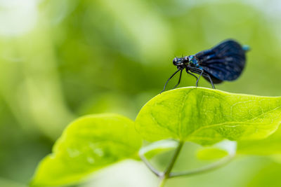 Close-up of a black dragonfly sitting on a leaf in the sunlight.