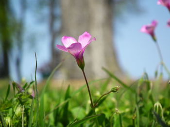 Close-up of pink flower