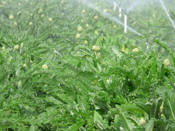 Close-up of grass on field