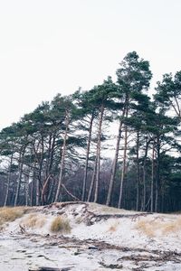 Trees on landscape against clear sky