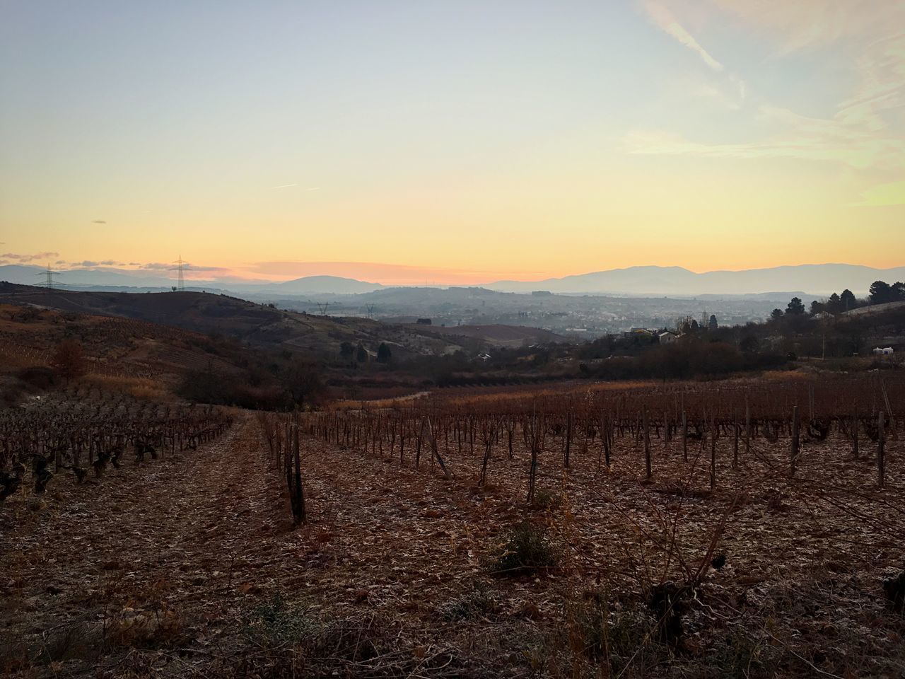 SCENIC VIEW OF VINEYARD DURING SUNSET