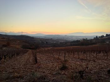 Scenic view of vineyard against sky during sunset