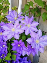 Close-up of purple flowers blooming outdoors