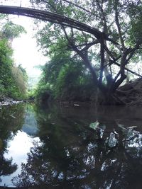 Scenic view of lake in forest