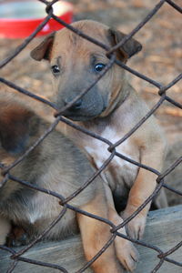 Close-up portrait of dog in cage