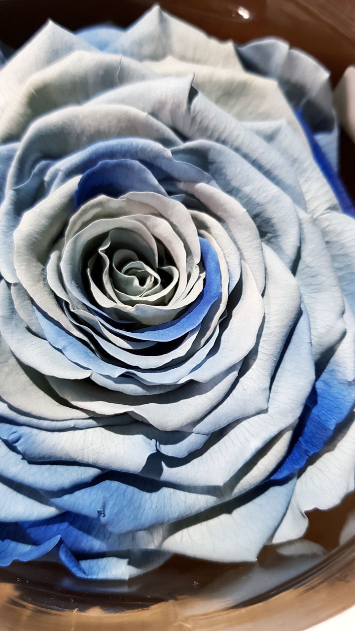 blue, flower, rose, close-up, beauty in nature, flowering plant, plant, freshness, no people, nature, petal, indoors, purple, flower head, bouquet, inflorescence, pattern