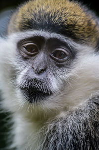 Close-up portrait of a monkey