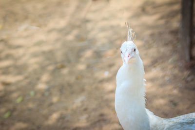 Close-up of white bird