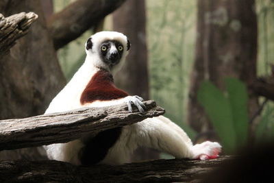 View of an animal on tree trunk in zoo