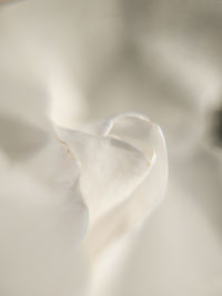 Close-up of white flower against blurred background