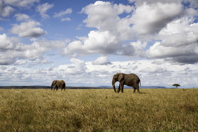 Elephants on field against cloudy sky