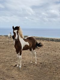 View of a horse on beach