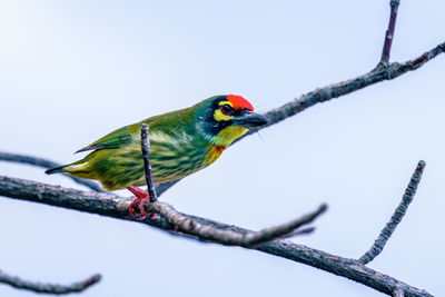 Bird perching on a branch