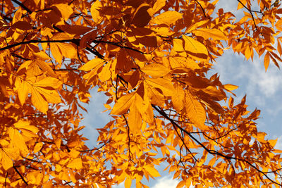 Low angle view of maple tree