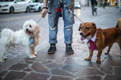 Low section of dog standing on footpath