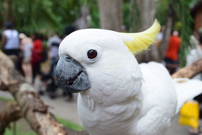 Look at me..... close-up of a cockatoo