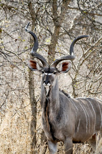 Portrait of deer