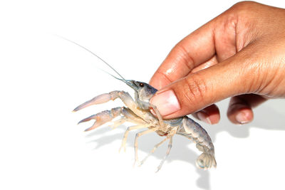 Close-up of hand holding insect over white background