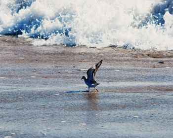 Bird flying over sea