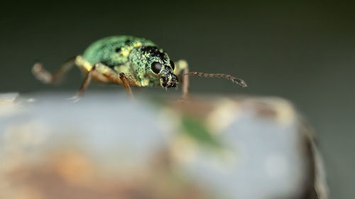 Close-up of insect on leaf