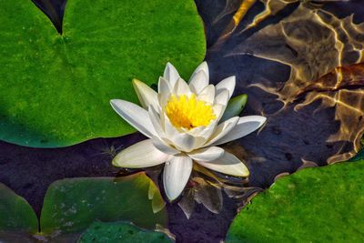 Close-up of lotus water lily in pond
