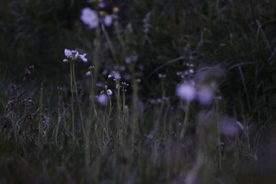 Close-up of flowers growing in field