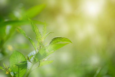 Closeup fresh green leaf with sunlight in the garden at summer season. natural green plants 