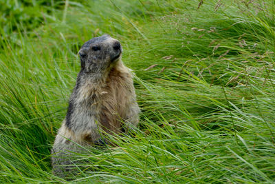 Portrait of meerkat on field