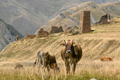 Cows grazing on field