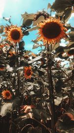 Low angle view of flowering plant against sky