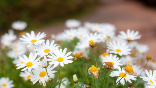 Close-up of white daisy flowers