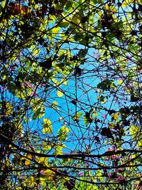 Low angle view of tree against sky