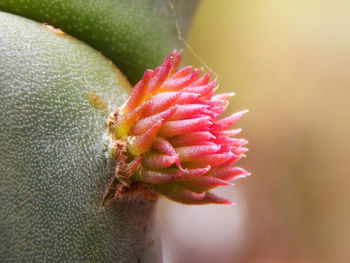 Close-up of pink flower