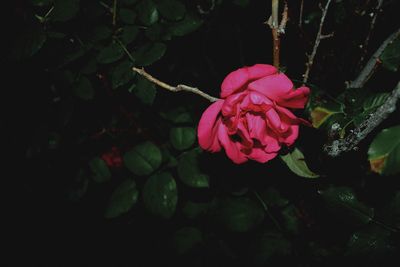 Close-up of pink flower blooming outdoors