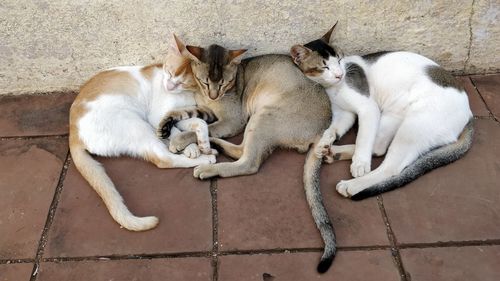 High angle view of cat sleeping outdoors