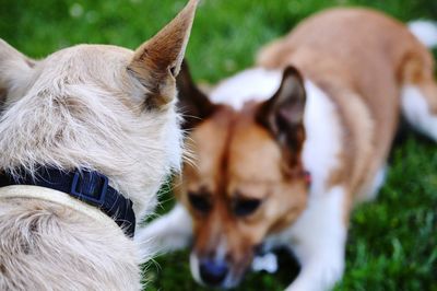 Close-up of dog on field