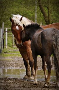 Horse standing on field