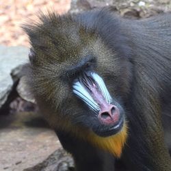 Close-up of a monkey