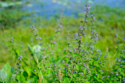 Close-up of purple flowering plant on field