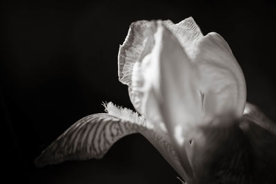 Close-up of flower against black background